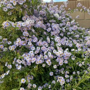 Aster Bluebird Flower Plants